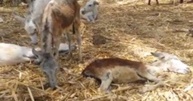 مذبحة حمير في طهطا