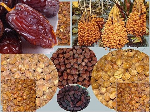 فوائد التمر لصحة الجسم