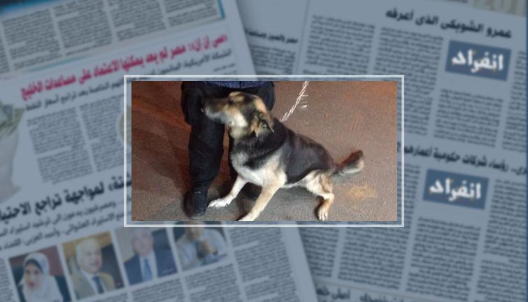 كلب سيتي ستارز