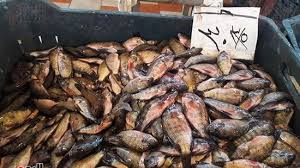 وزارة التموين والزراعه